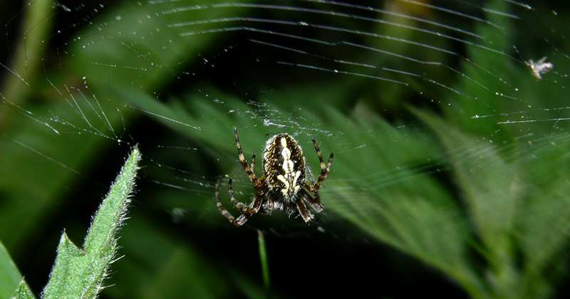 Aculepeira sp.